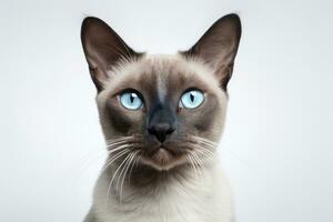 ai generado retrato linda azul adorable hermosa piel felino mirando gatito Doméstico cara mascota blanco foto
