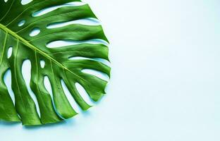 Monstera Leaf, Tropical Botanical Plant in Stylish Decorative Design Isolated on Empty Background photo