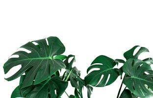 Monstera Leaf, Tropical Botanical Plant in Stylish Decorative Design Isolated on Empty Background photo