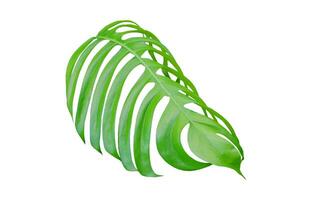 Monstera Leaf, Tropical Botanical Plant in Stylish Decorative Design Isolated on Empty Background photo
