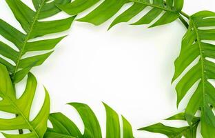 Monstera Leaf, Tropical Botanical Plant in Stylish Decorative Design Isolated on Empty Background photo