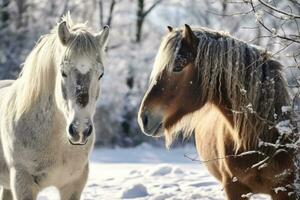 ai generado yegua rancho Doméstico pasto caballos invierno granja equino nieve animal al aire libre cabeza foto