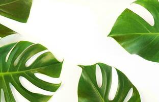 Monstera Leaf, Tropical Botanical Plant in Stylish Decorative Design Isolated on Empty Background photo