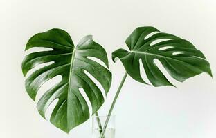 Monstera Leaf, Tropical Botanical Plant in Stylish Decorative Design Isolated on Empty Background photo