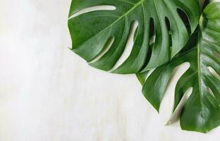 Monstera Leaf, Tropical Botanical Plant in Stylish Decorative Design Isolated on Empty Background photo