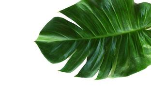 Monstera Leaf, Tropical Botanical Plant in Stylish Decorative Design Isolated on Empty Background photo