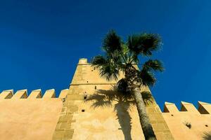 palm tree and castle wall against the blue sky photo