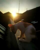 a cat is sitting on a roof with the sun setting behind it photo