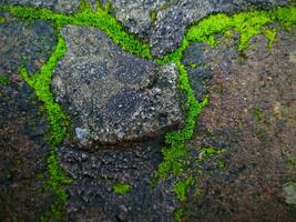 moss growing on a brick wall photo