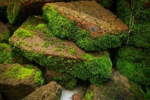 moss on bricks during the rainy or spring season photo