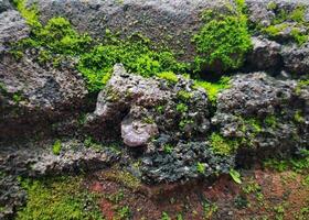 moss growing on a brick wall photo