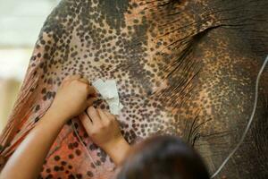 Closeup hands of veterinarian is inserting a syringe to administer saline into the ear of a sick elephant. photo