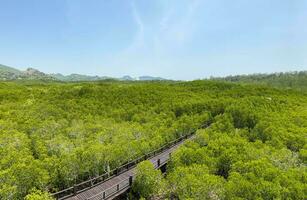 Bird eyes view of Thailand mangrove forest at Phetchaburi with wooden bridge for tourist walking. photo