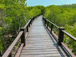 Thailand mangrove forest with walkway wooden bridge at Phetchaburi with blue sky background. photo