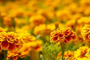 de cerca y cosecha escena de naranja celosia flor en borroso celosia prado antecedentes. foto