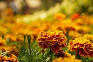 de cerca y cosecha escena de naranja celosia flor en borroso celosia prado antecedentes. foto