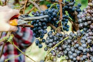 a person is cutting grapes with scissors photo