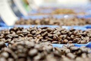 Various types of roasted coffee beans in blue tray. photo