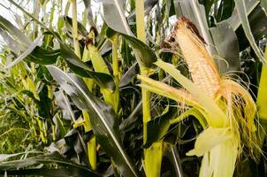 a corn field with a single ear of corn photo