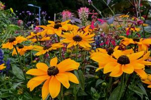 a garden with purple and yellow flowers photo