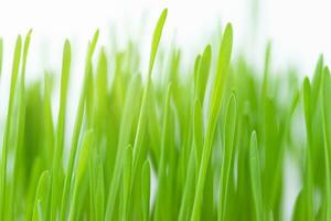 Green grass background photo