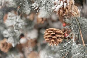 beautiful christmas decorations brown  pine cones photo