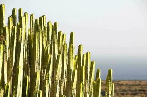 un cactus planta con muchos largo verde tallos foto