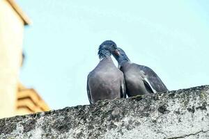 two pigeons are standing on top of a wall photo