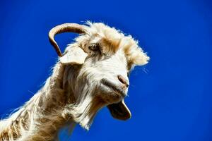 a goat against a blue sky background photo