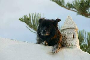 a black dog sitting on top of a wall photo