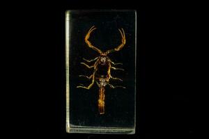 a scorpion is shown in a glass box photo