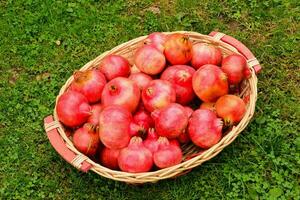 a basket full of pomegranates on the grass photo
