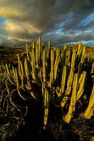 cactus plants in the desert with clouds in the background photo