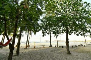 a beach with trees and hammocks photo