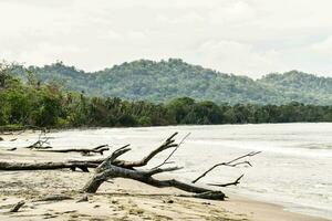 a beach with fallen trees and a mountain in the background photo