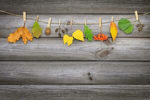 Autumn garlang on wooden background photo