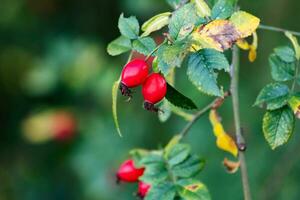 Rosehip. Fruit and vegetables. Plant and plants. Tree and trees. photo