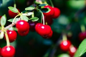 cereza agria y cerezas. frutas y vegetales. planta y plantas. foto