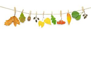 Autumn nature garland photo