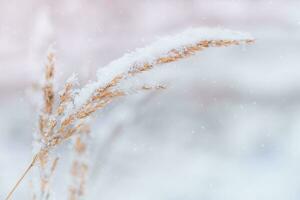 Nature winter background photo