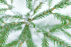 Winter backgrund with fir tree photo