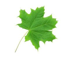 Maple leaf isolated on white background photo