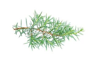 Sprig of thuja isolated on white background photo