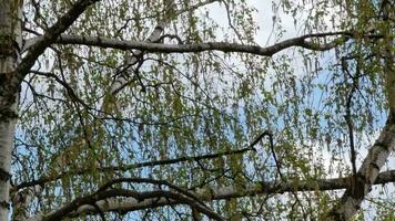 Birch branches with young leaves in spring and buds on the background of the blue sky. video