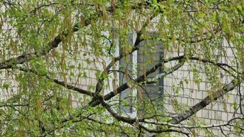 Birch buds and blossoms with leaves on a tree branch in the city in spring on the background of a house with tiled walls and a plastic white window. video