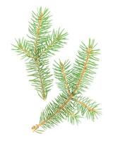 Two isolated branches of Cristmas tree photo