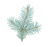 Isolated twig of spruce. Branch of Christmas tree. photo