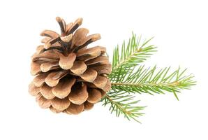 Isolated cone with  spruce twig photo