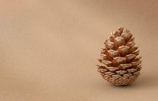 One cone on the brown background photo