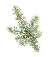 Isolated twig of spruce. Sprig of Christmas tree. photo